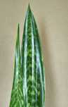 Sansevieria 'White Spirit' sansewieria