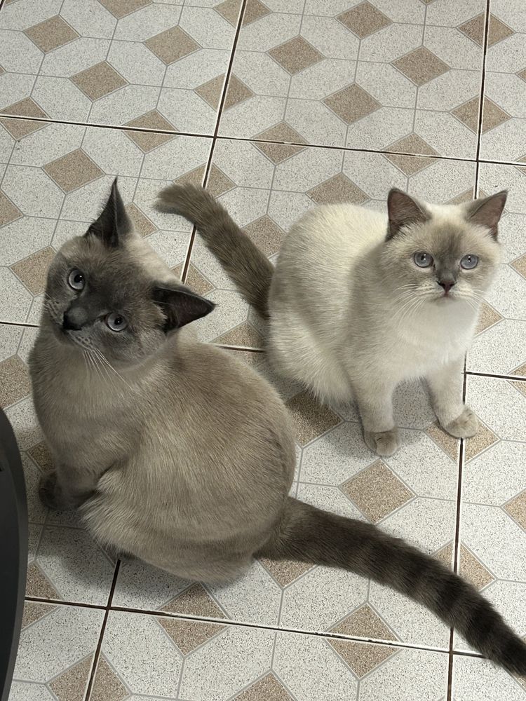 Котята окраса шотландский блю поинт