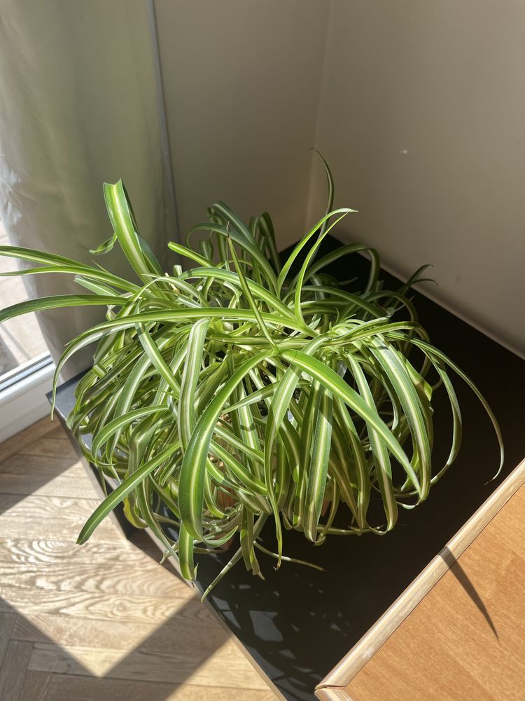 Chlorophytum Bonnie