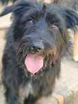 Kazik do adopcji! Sandomierz