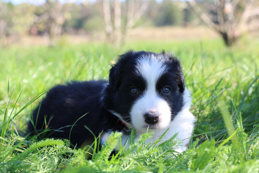 Border Collie piesek czarno biały