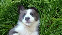 Border Collie niebieska idealna suczka blue w typie SHOW ZKwP FCI