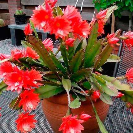 Епіфіллум (Epiphyllum)