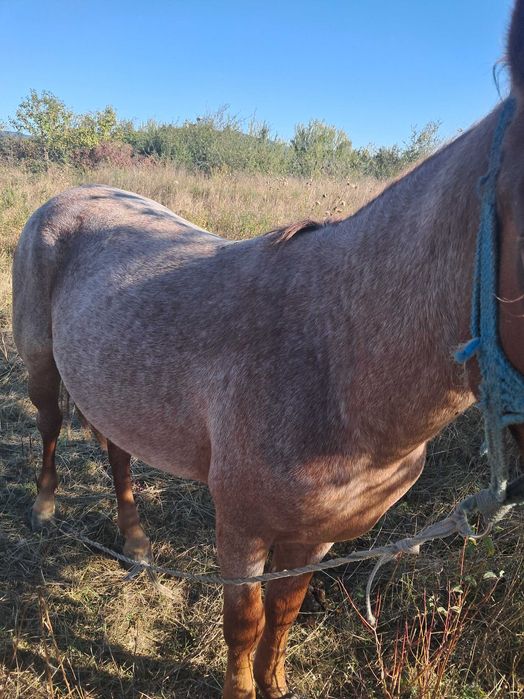 Продам молодого коня