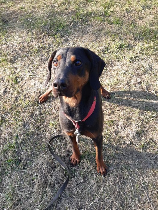 Śliczny piesek  Ami do adopcji że schroniska.