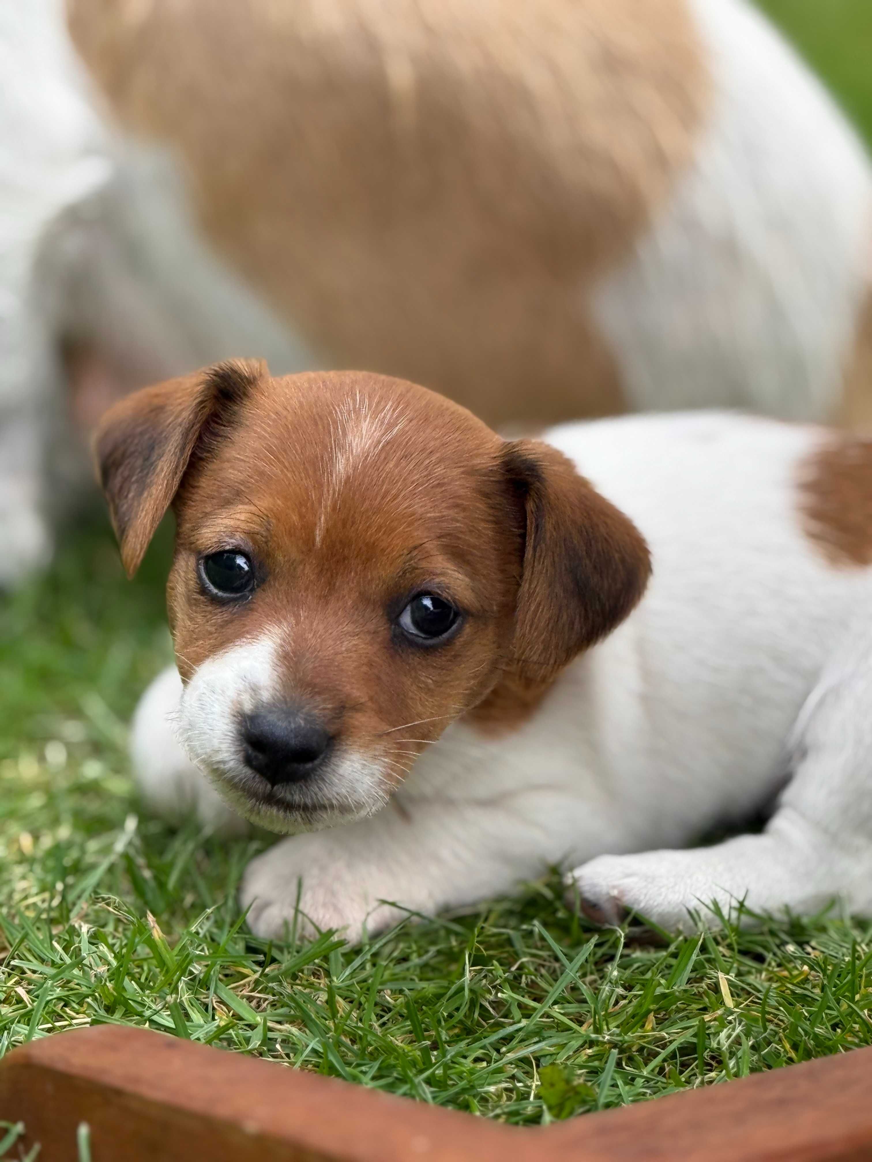 Jack Russell Terrier piesek od # SMARTIE JACKS# rodzice FCI/ ZKwP
