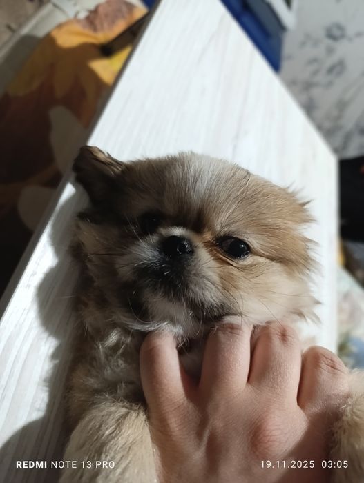 Щенки королевского короткошерстного  пекинеса , цуценята пекінесу