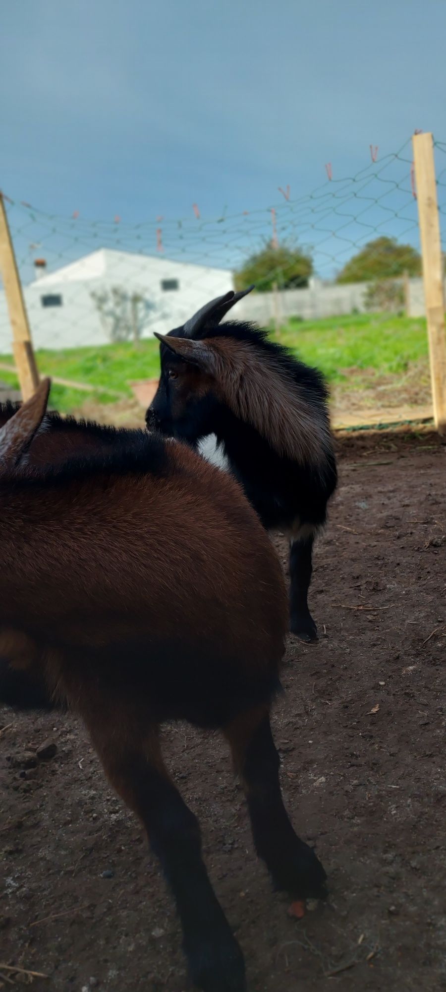 Casal de cabras Anãs