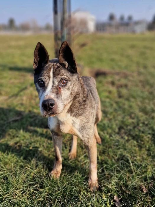 Zaniedbany pies Dżok do adopcji!