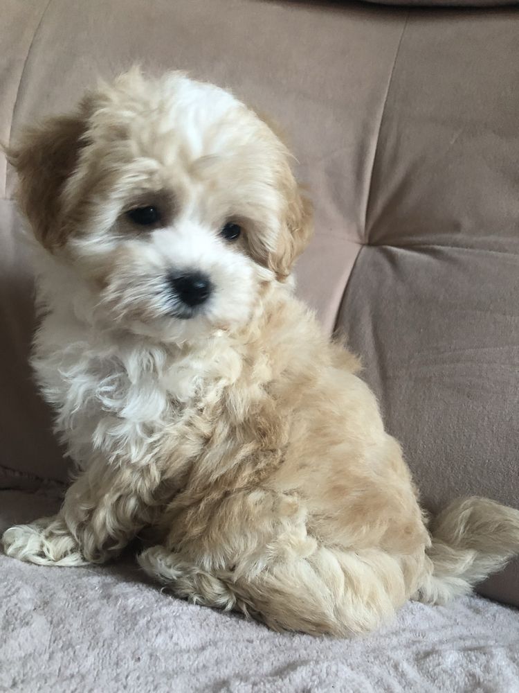 Maltipoo sunia po pudel toy do odbioru