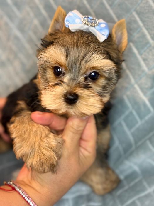 Yorkshire Terryer chlopczyk