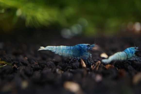 Krewetka Caridina Blue Bolt - Sklep Zoologiczny ALTUM