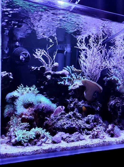 Akwarium morskie . Likwidacja . Całe życie. Koralowiec