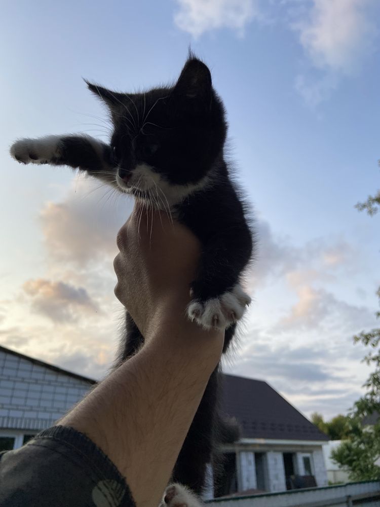 Віддам двух котиків(м.Бровари)