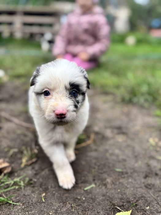 Border collie- suczka