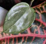 Hoya hoja verticilata silver