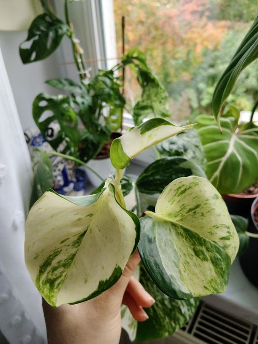 Sadzonki do ukorzeniania