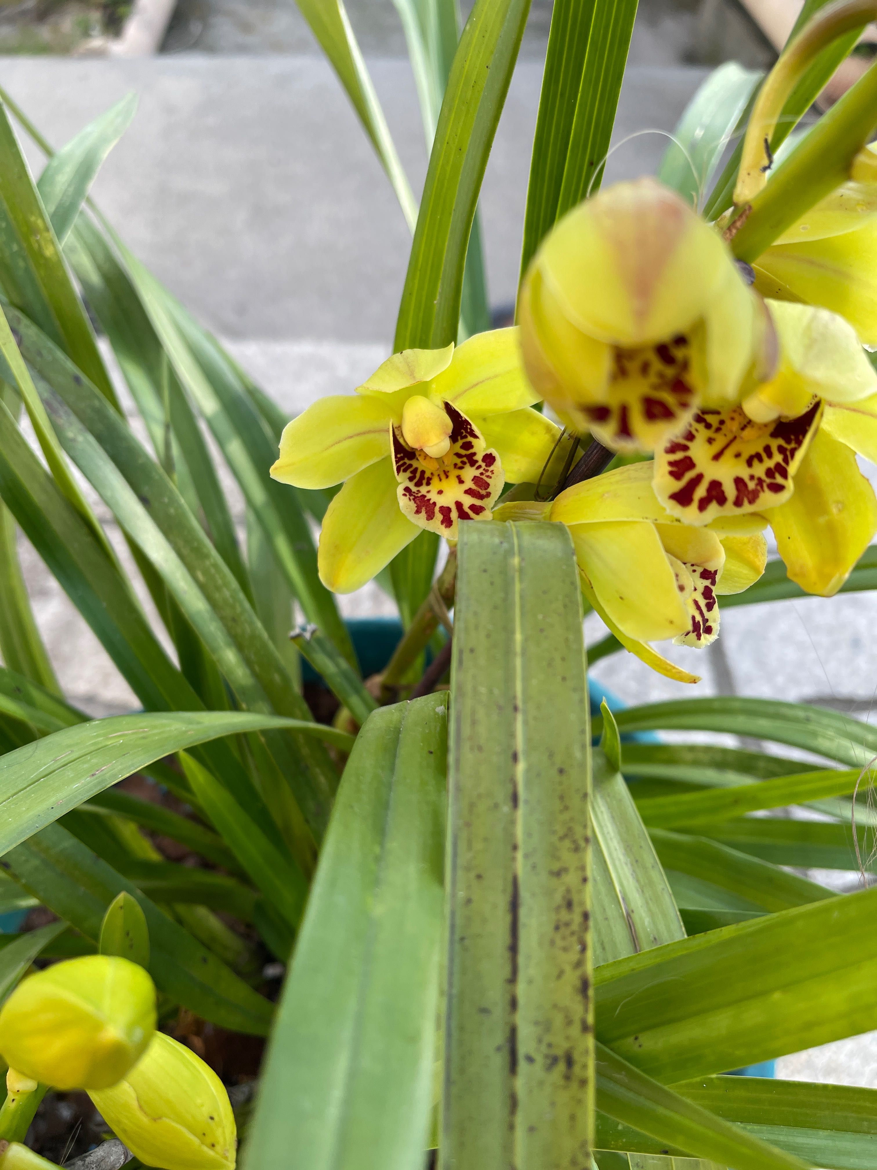 Orquídeas para venda varias cores