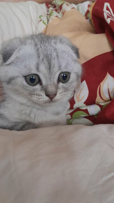 Висловухий котик, хлопчик  срібна шиншила