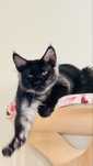 Kocuerk Maine Coon rodowod FPL/FIFA