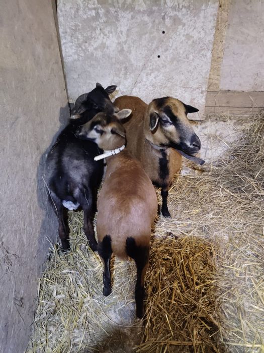 Sprzedam owce kamerunskie