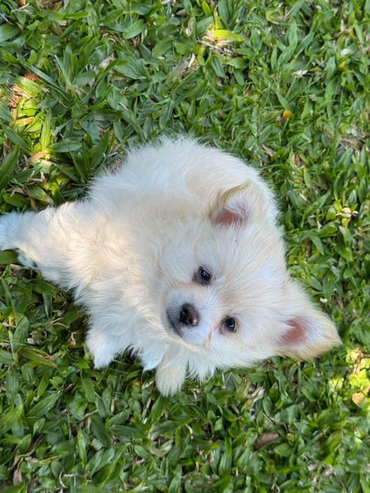 Maravilhoso chihuahua pelo comprido