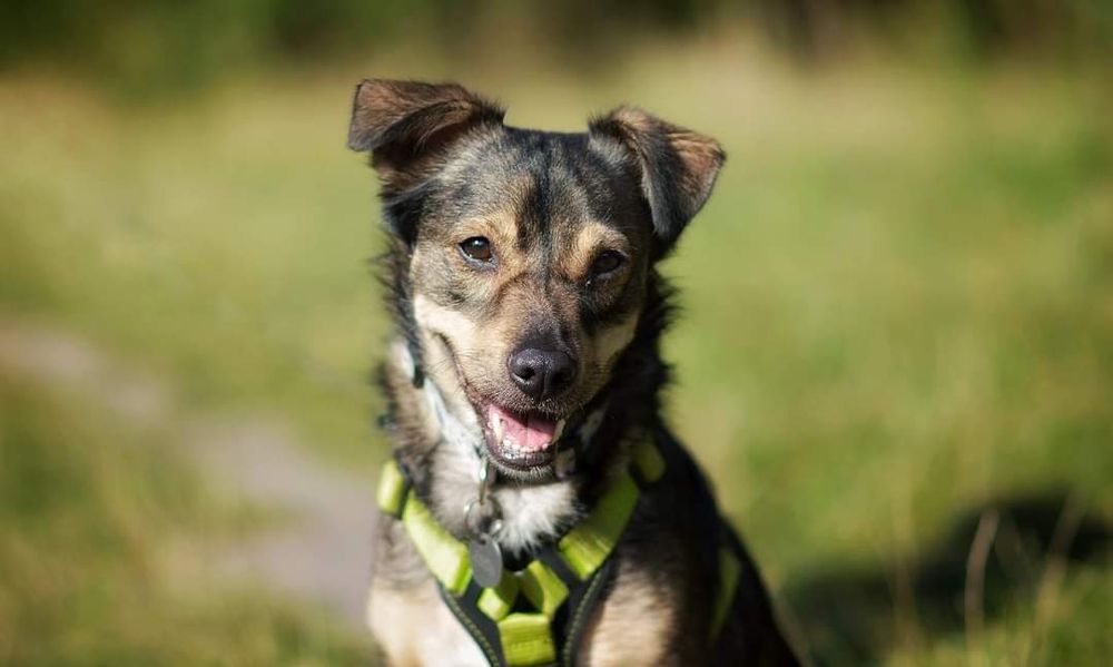 6 letni Wilczek szuka domu