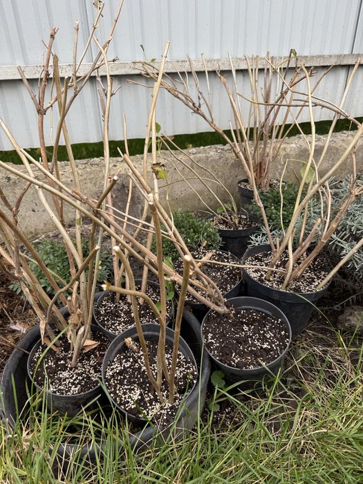 Гортензія деревовидна біла.