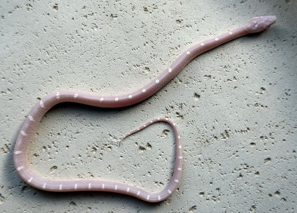 Wąż zbożowy Snow Scaleless