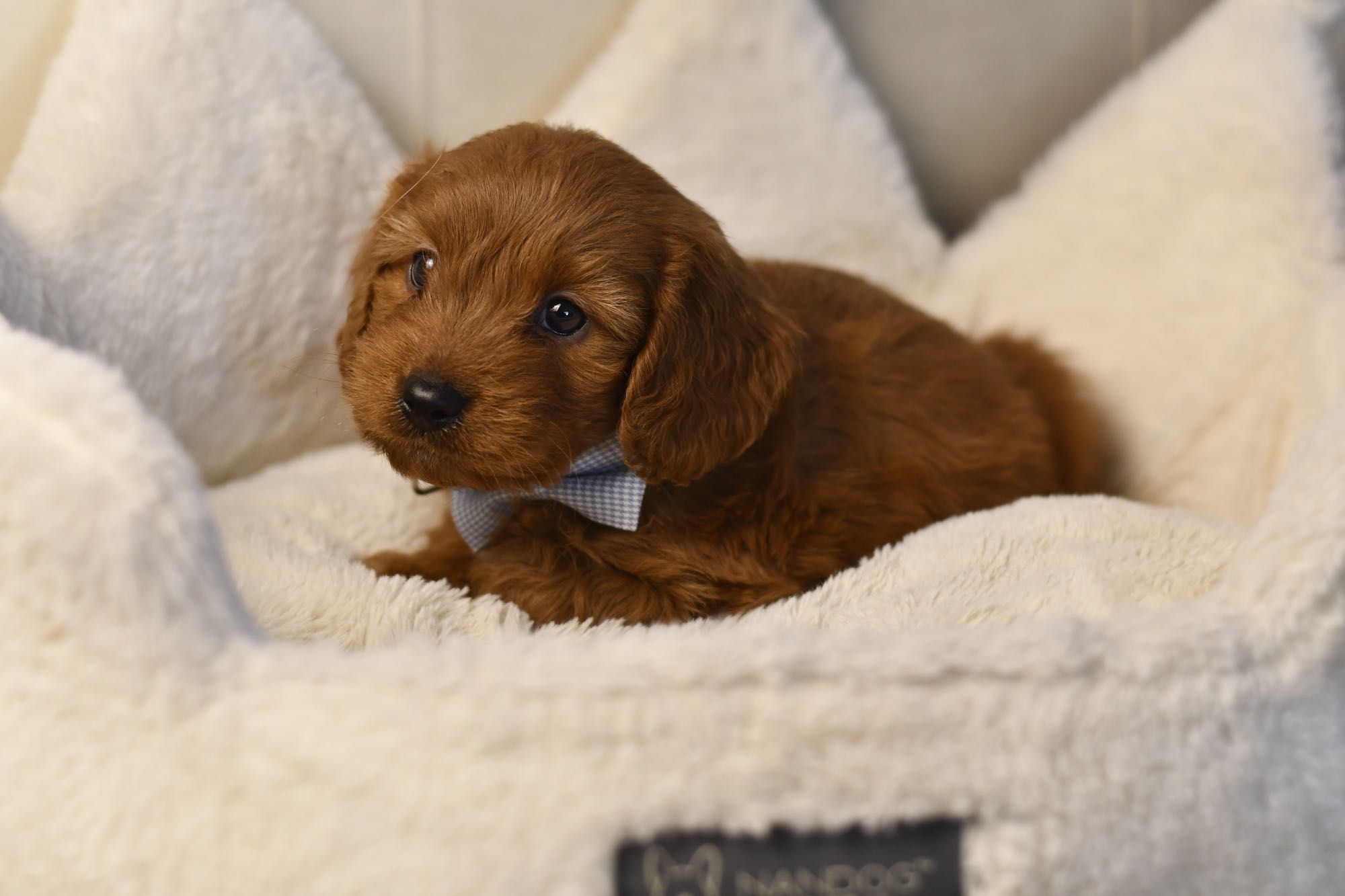 Cavapoo F1 RED BROWN wyjątkowy chłopiec gotowy do odbioru