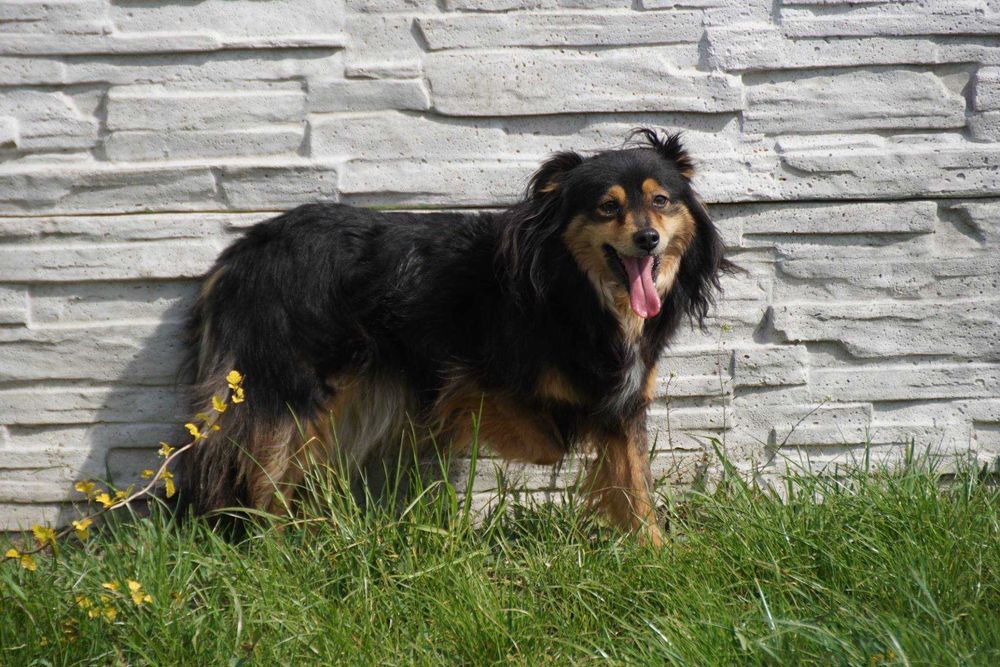 Bamako - niewielki kundelek szuka domu