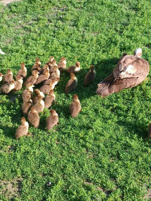 Індокаченята, мускусні качки