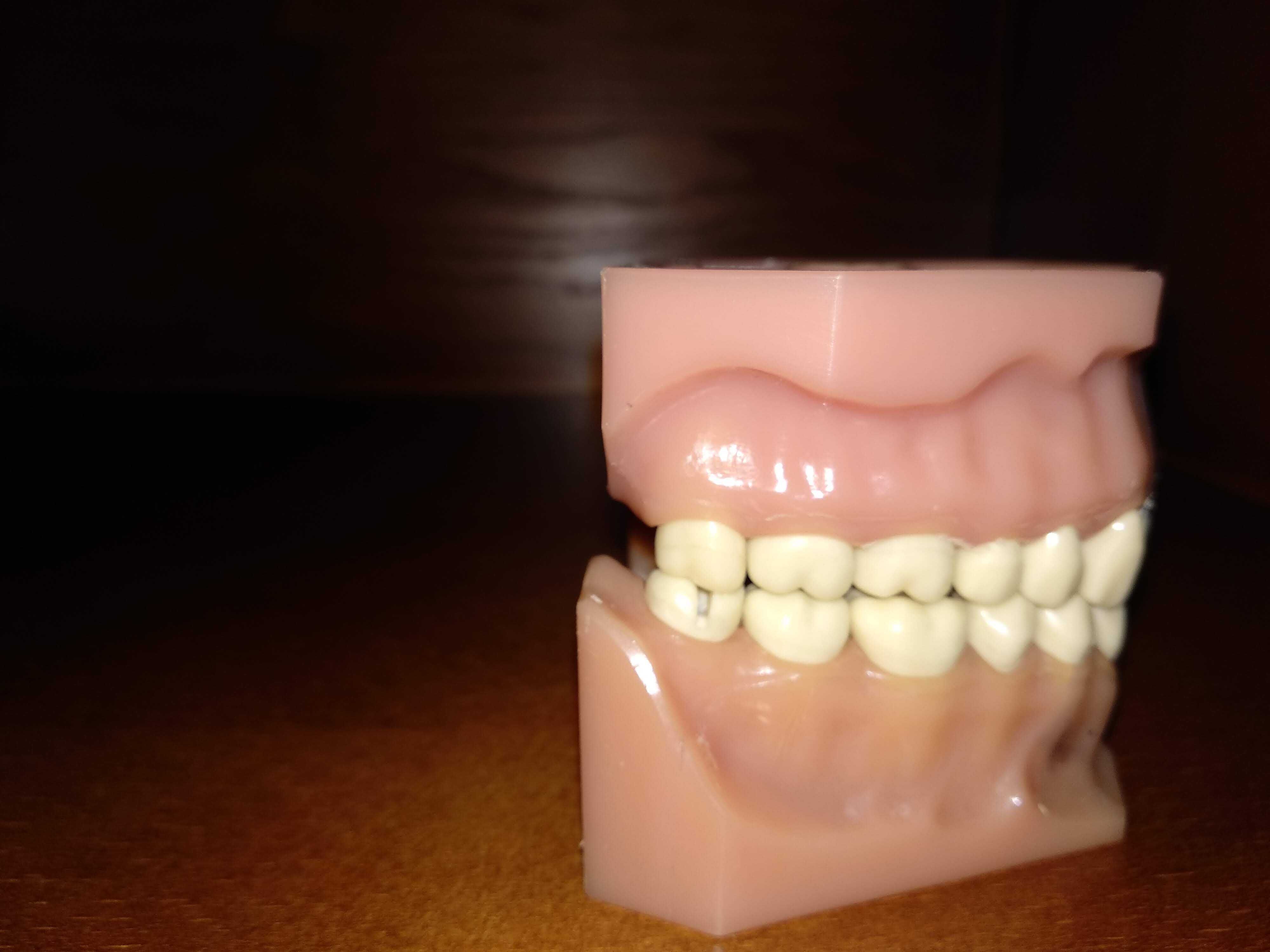 Medicina Dentária - Modelo de Frasaco Adulto