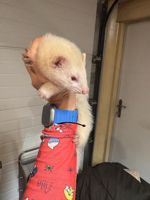 Fretka - samica albino mloda REZERWOWANA