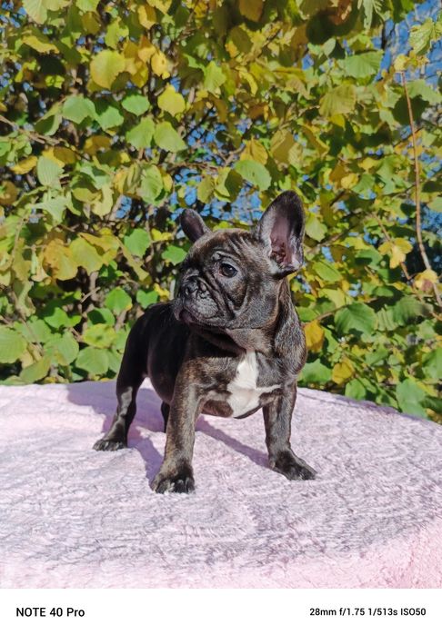 Buldog francuski marengo