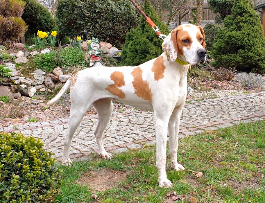 English Pointer suka ZKwP FCI