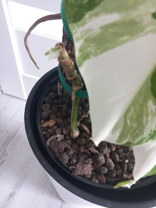 Monstera variegata + ...