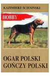 Ogar polski gończy polski