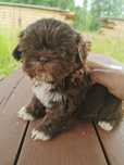 Suczka shiz-tzu czekoladowa