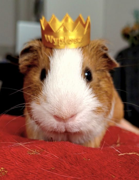 Oddam świnkę morską