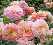 Roze pienne , w doniczkach  rozne odmiany