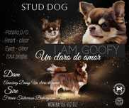 Czekoladowy reproduktor chihuahua FCI
