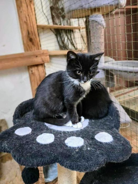 Śliczny i kochany Maksiu do adopcji,pokochaj kociaka,uratowany kot,cud