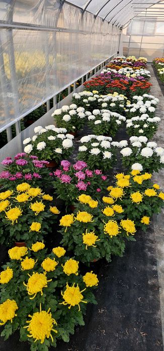 Chryzantemy Wielkokwiatowe - Doniczkowe