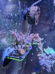Acropora + montipora red
