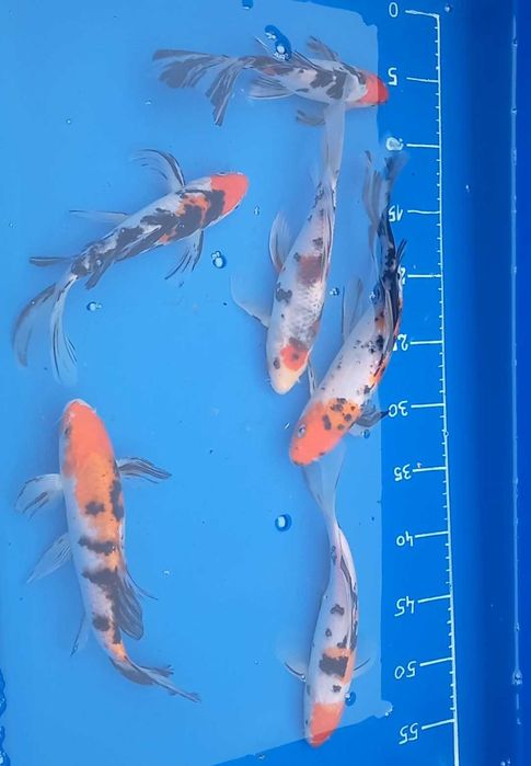 Karpie koi long fin butterfly ryby do stawu oczka wodnego