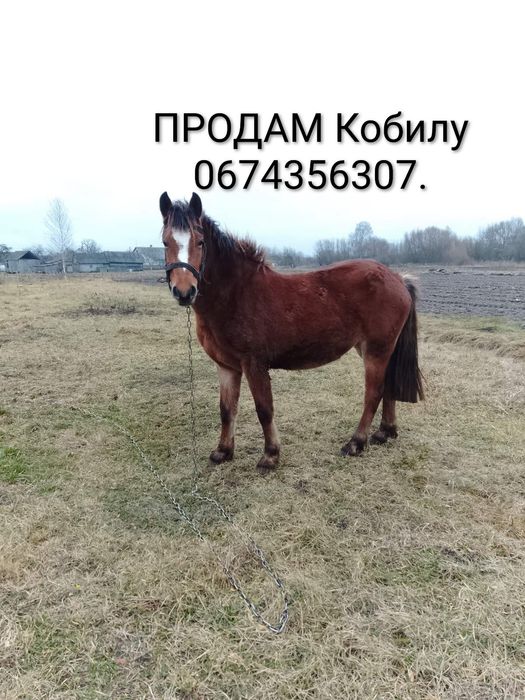 Продам молоду кобилу.