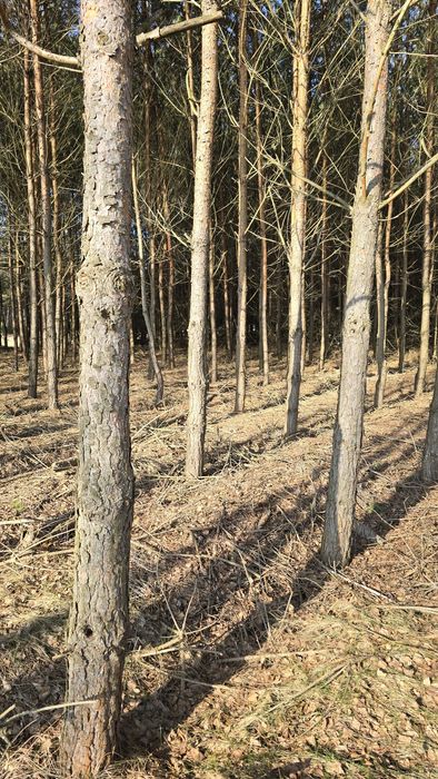 Stemple budowlane drewniane