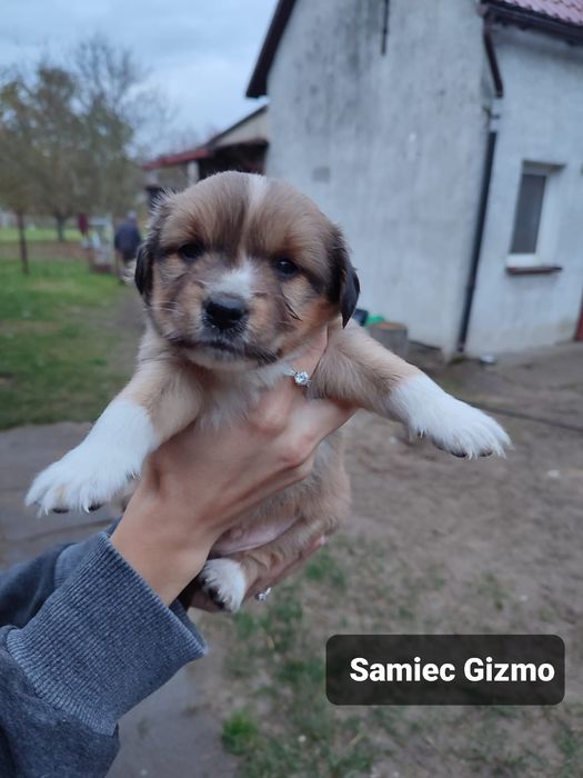 Szczeniaki do adopcji