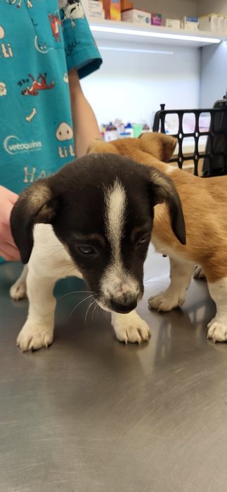 Szczeniaki do adopcji